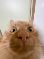 1780340878500.png