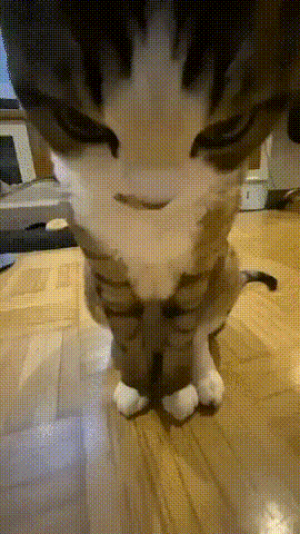 cat-staring.gif