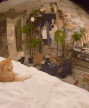 cat.gif