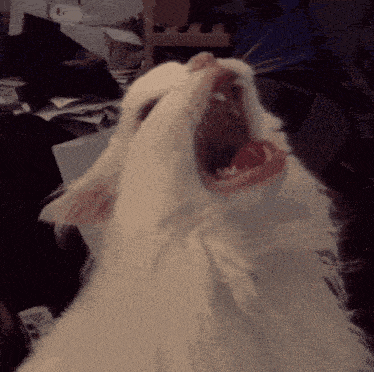 screaming-cat-meeeeooooowwwwwww.gif