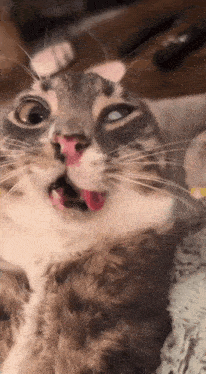 rigbycat-rigby-cat.gif