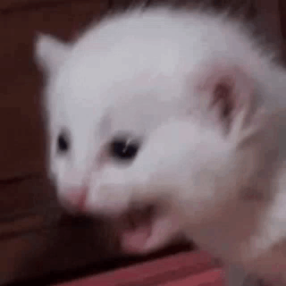 gritito.gif