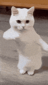 dancing.gif