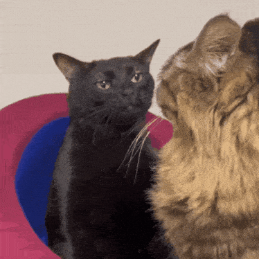 cat-funny.gif