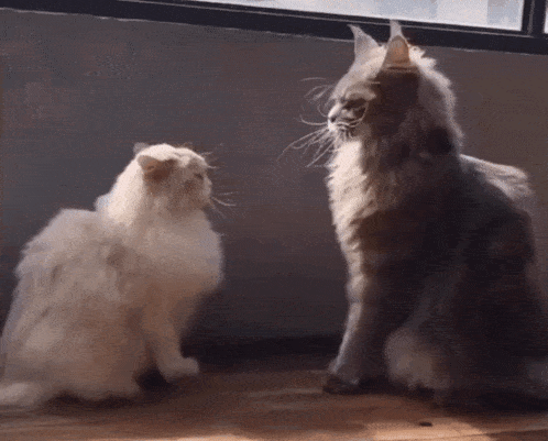 cat-fight-cats.gif