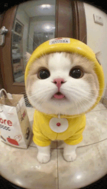 cat-tiktok.gif