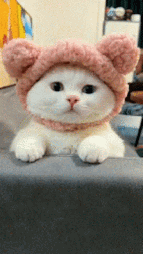 kitty-pinksnoodie.gif